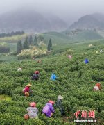 湖南江华7.2万亩春茶开采 成乡村振兴“黄金叶”